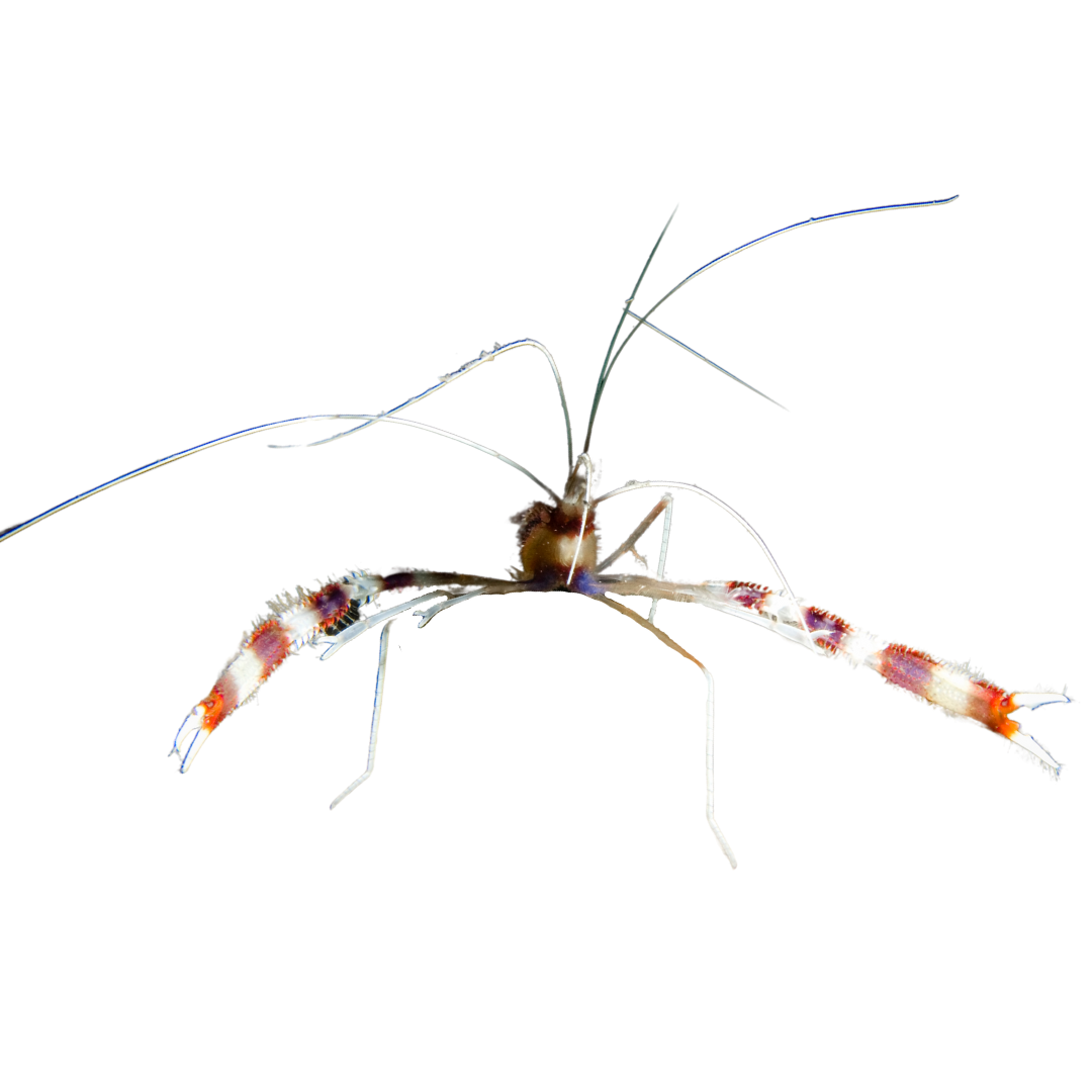 Banded Coral Shrimp on Sale