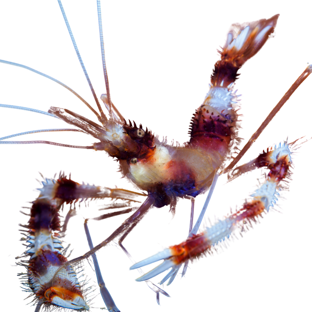 Banded Coral Shrimp (mated pair)