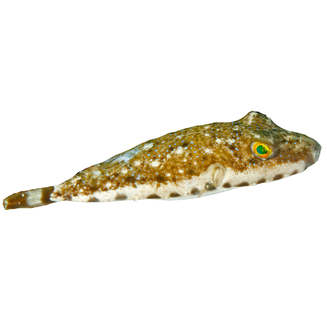 Shop Bandtail Puffer