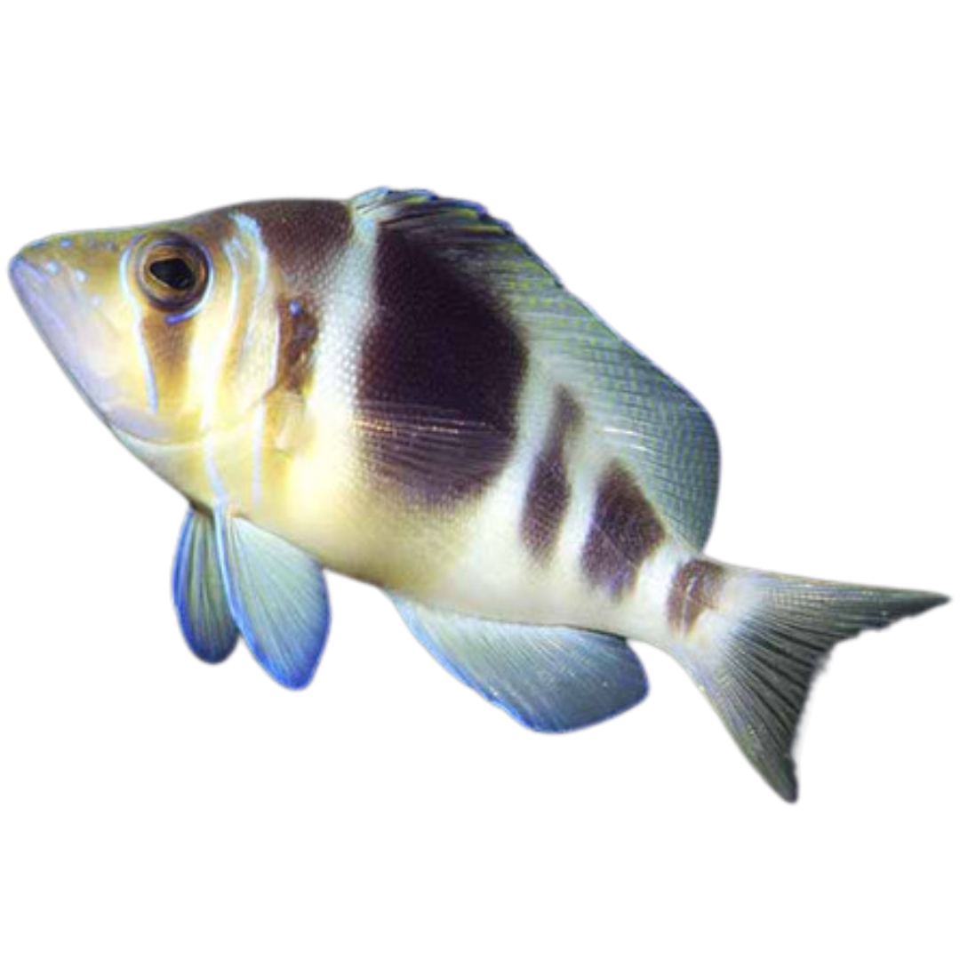 Buy Barred Hamlet