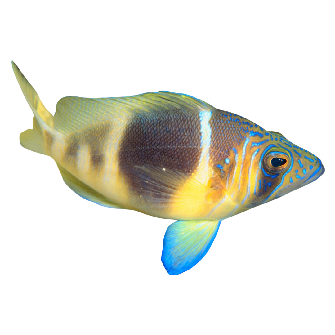 Buy Barred Hamlet from Foxy Saltwater Tropicals