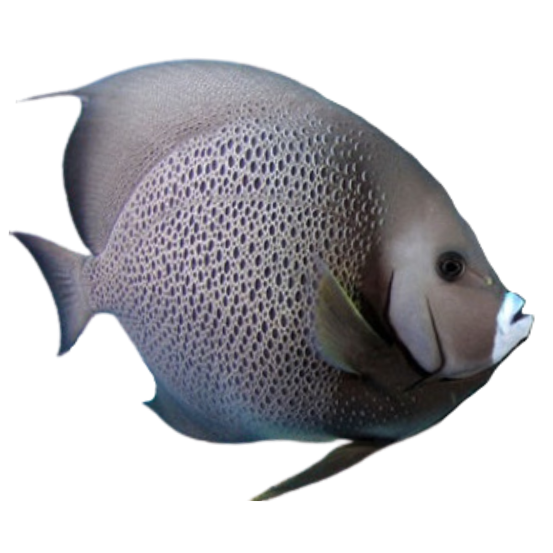 Buy Black Angelfish