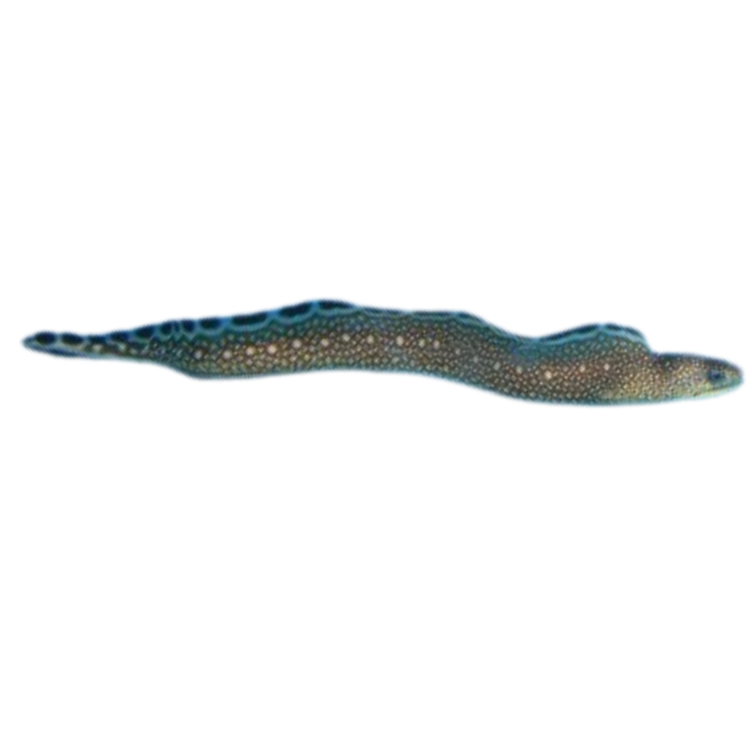 Black Edge Moray