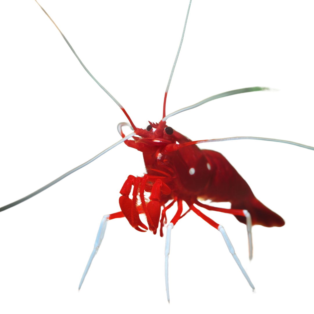 Blood Red Fire Shrimp