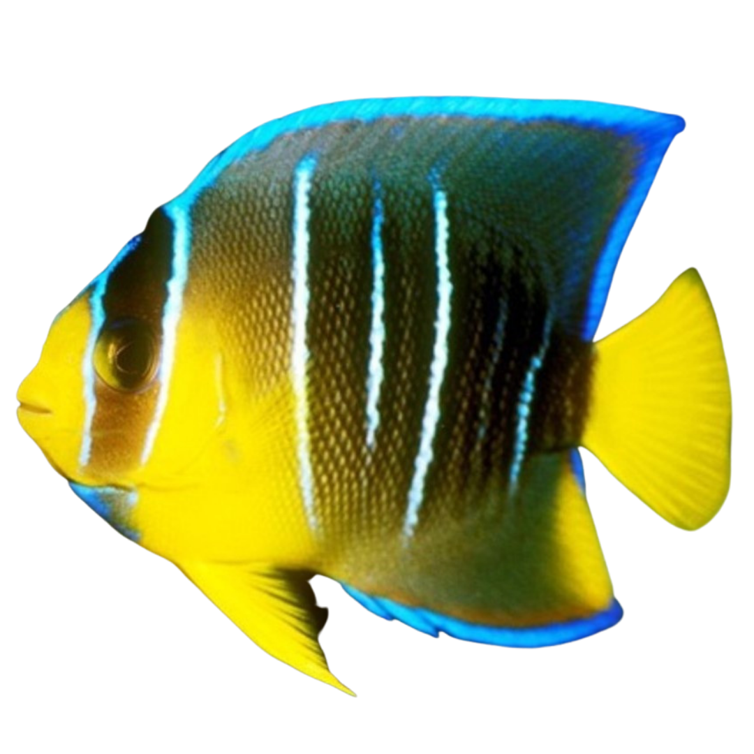 Blue Angelfish
