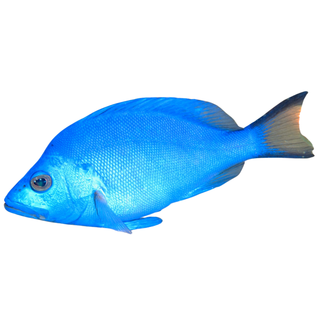 Blue Hamlet (sm/md <4")