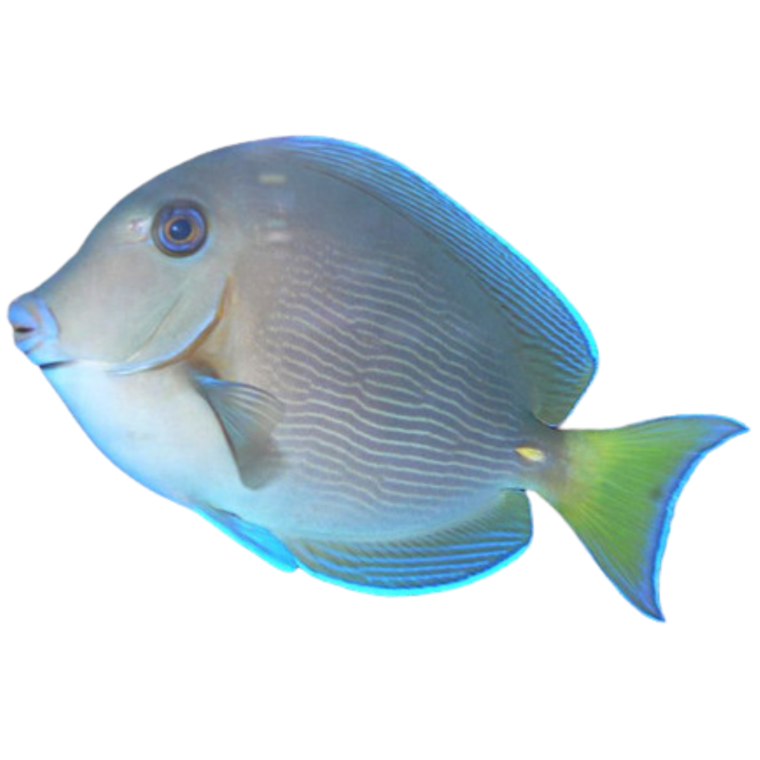 Atlantic Blue Tang XL 7-10 inches (Caribbean Tang)