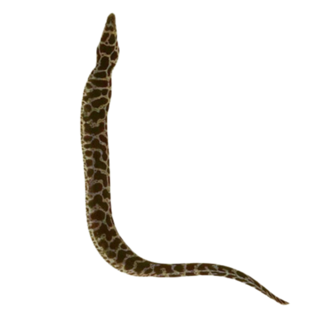 Buy Chainlink Moray