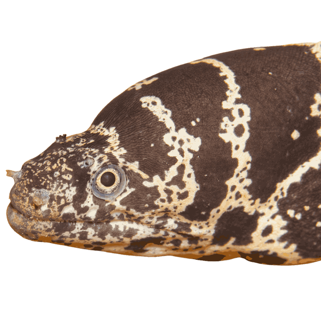 Shop Chainlink Moray