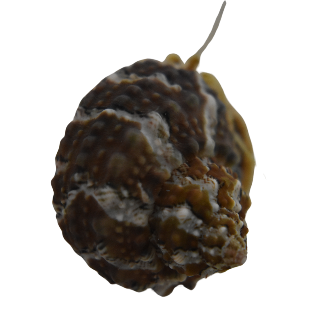 Chestnut Turbo Snail