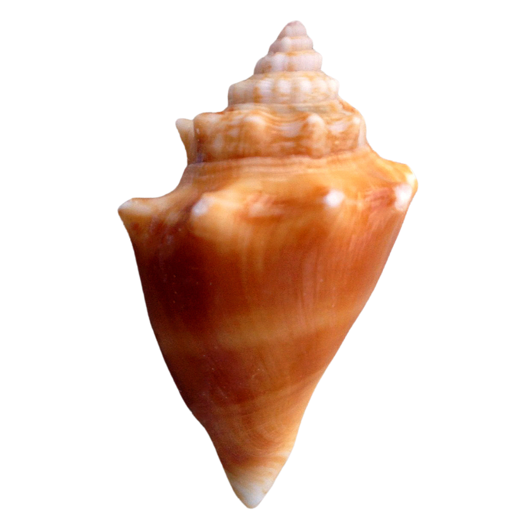 Fighting Conch (small)