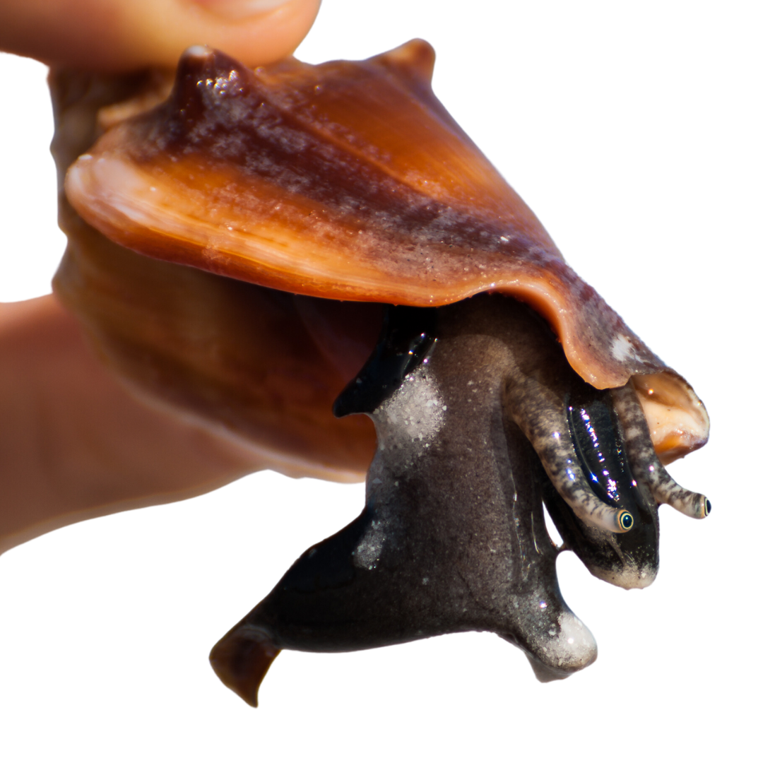 Fighting Conch (md/lg)