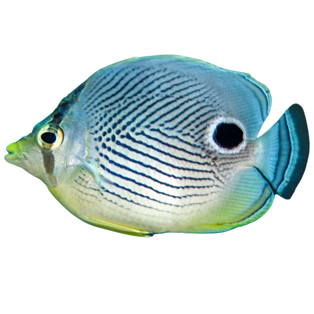 Four Eye Butterflies (Small 1-2 inches)