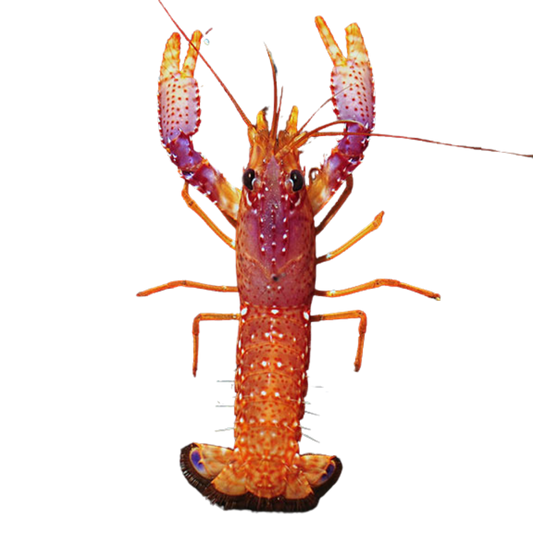 Purple Lobster (large)