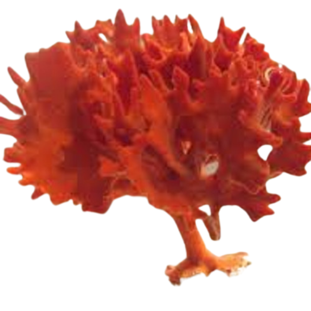 Red Frilly Sponge