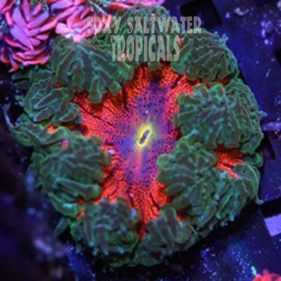 Get Blood Red Green Lace Border Ultra Rock Anemone