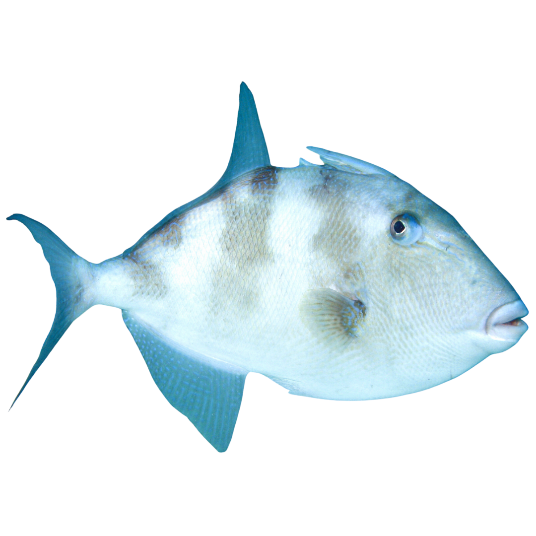 Gray Trigger (Medium 3-5 inches)