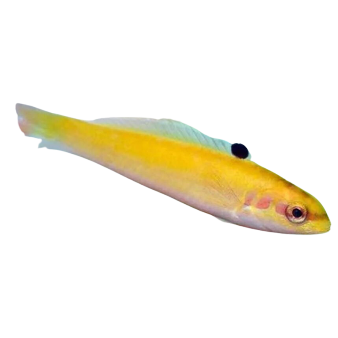 Blue Head Wrasse (juvenile)