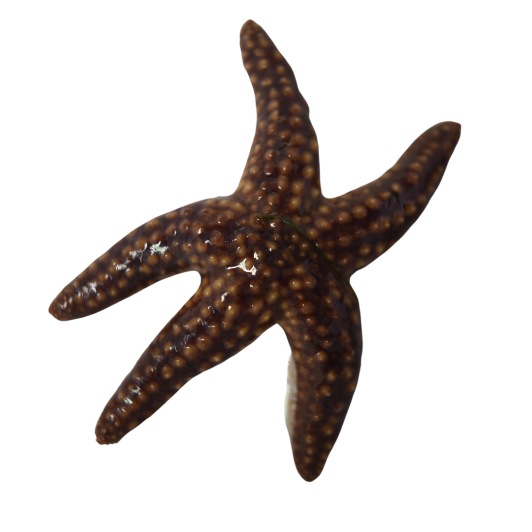 Common Starfish (medium)