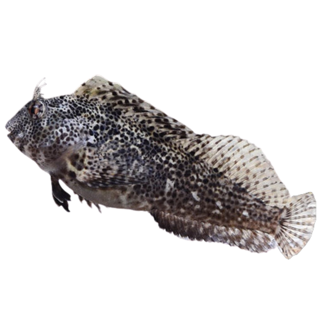 Molly Miller at Foxy Saltwater Tropicals