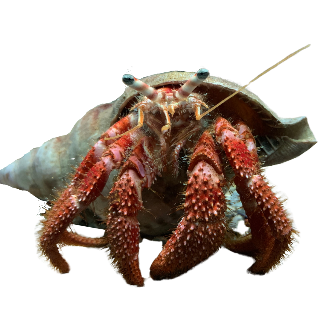 Giant Hermit Crab (Large 2.5- 5 inches)