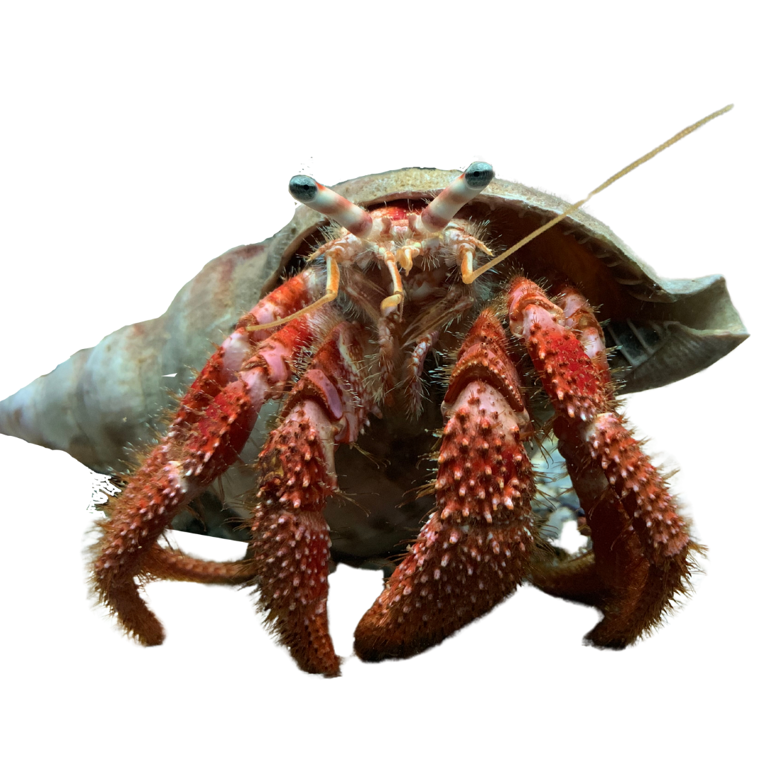 Giant Hermit Crab (XL 5-8 inches)
