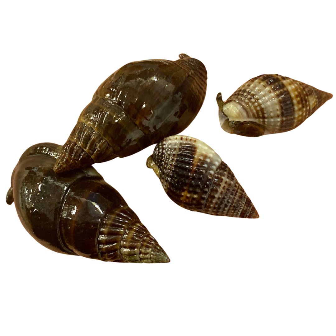Large Marble Nassarius Snail
