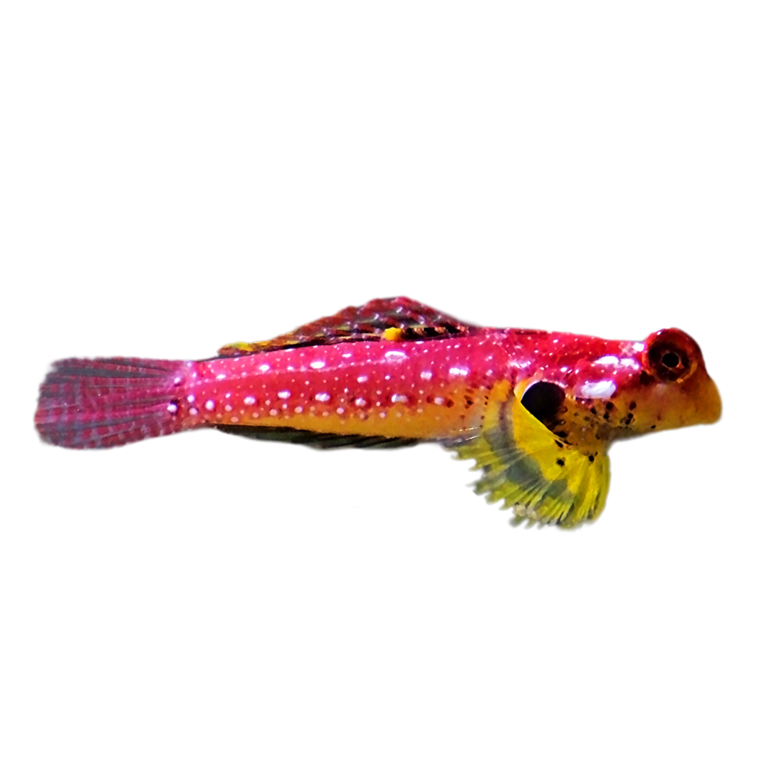 Ruby Red Dragonette (small)