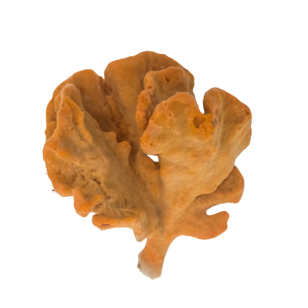 Orange Frilly Sponge
