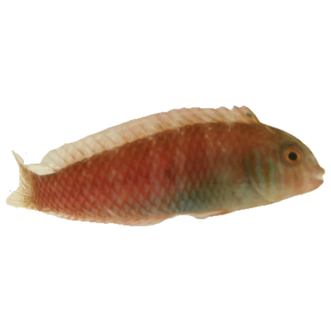 Pearly Razor Wrasse (4-6 inches)