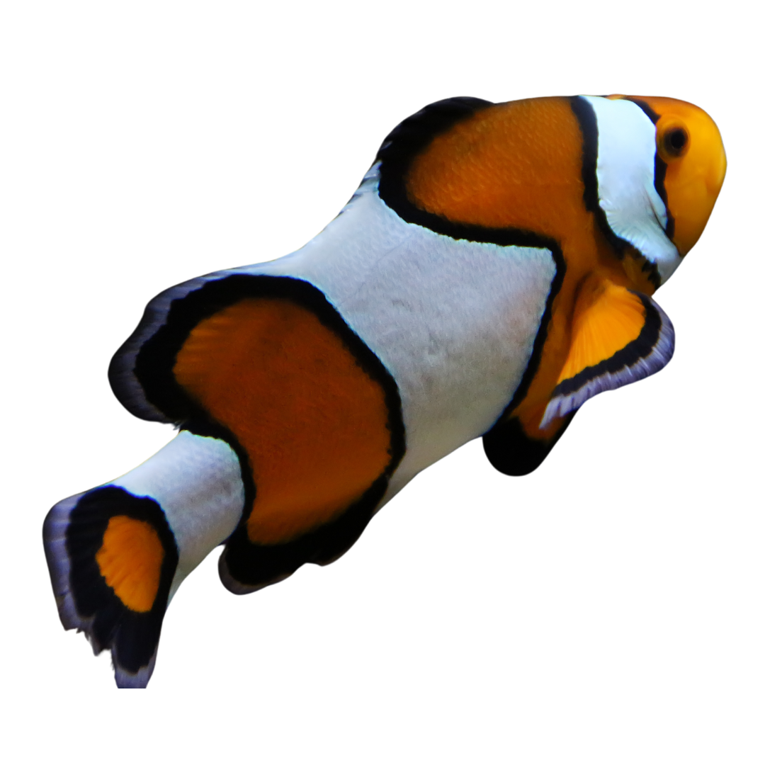 Buy Percula Clown Fish