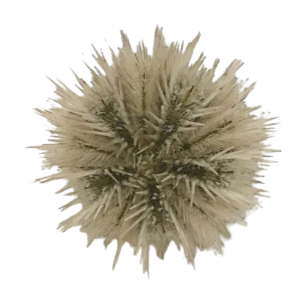 Pin Cushion Urchin Large (3.25 inches or larger)