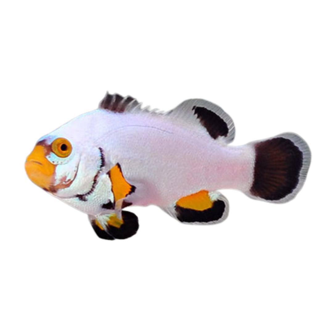 Tank Raised Platinum Percula Clownfish