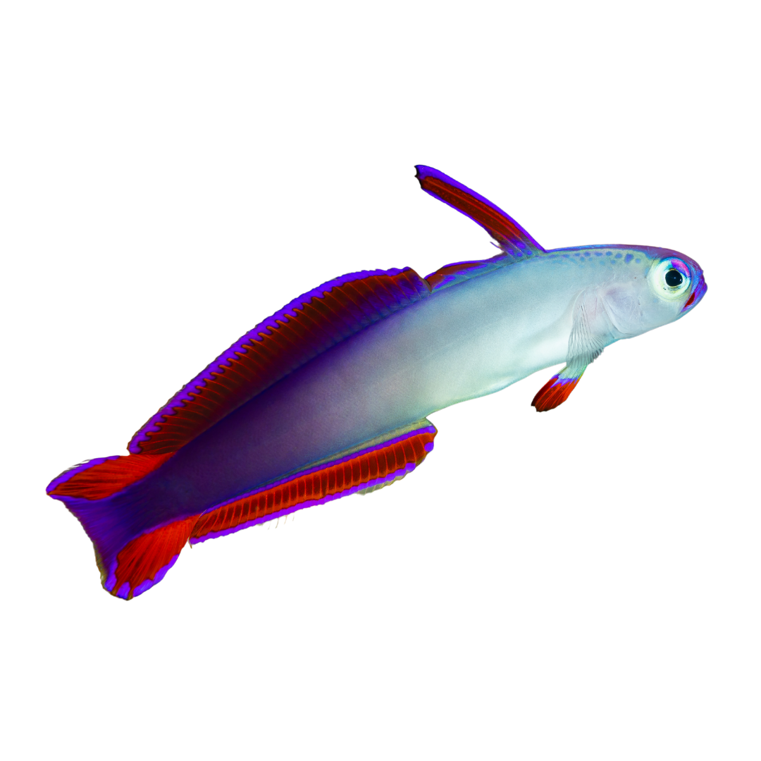 Purple Firefish Flame Goby