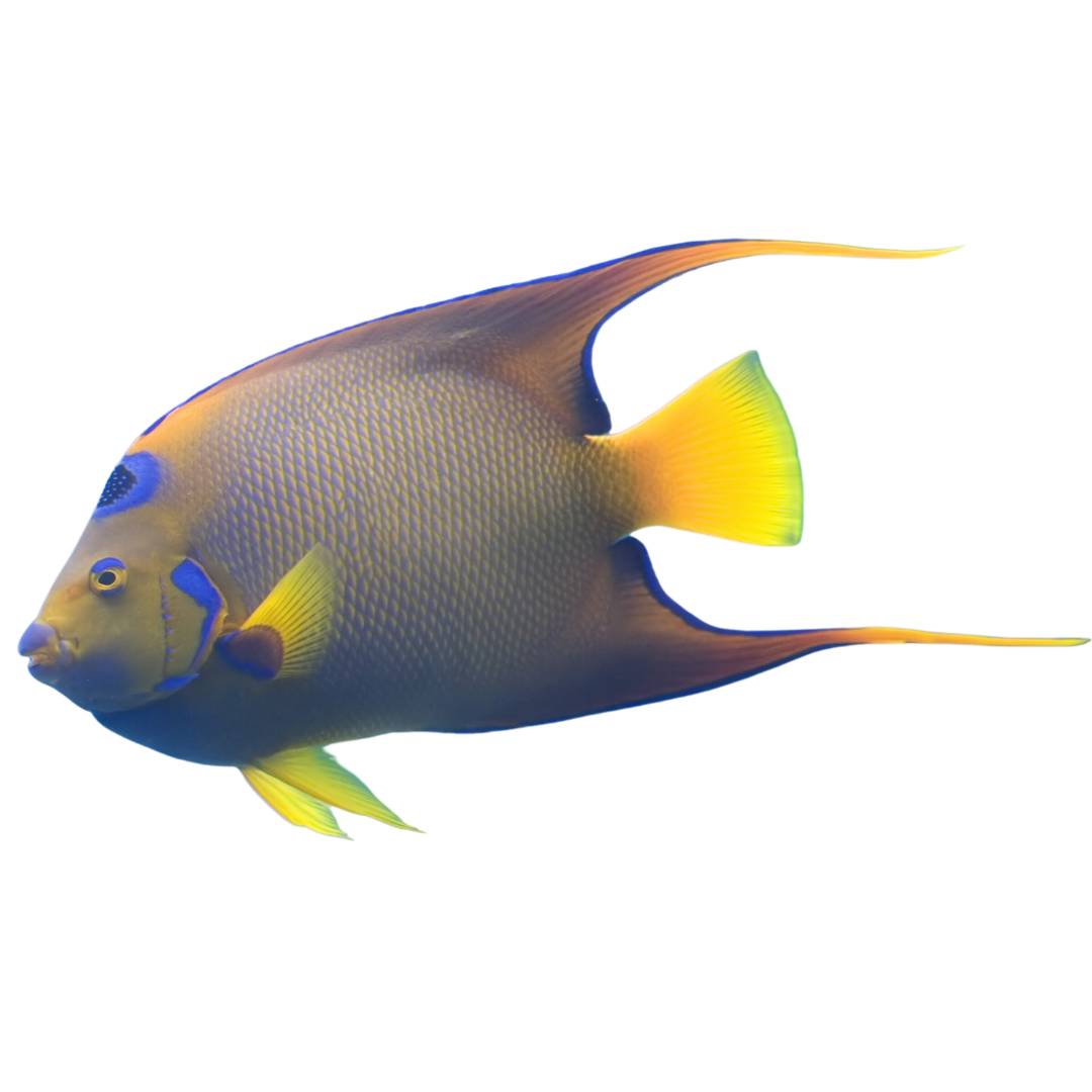 Hump Head Queen Angelfish (XL 7-8 inches)