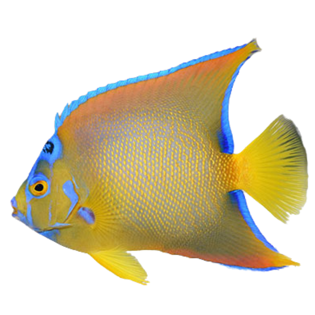 Horned Queen Angelfish (Medium 3-5 inches)