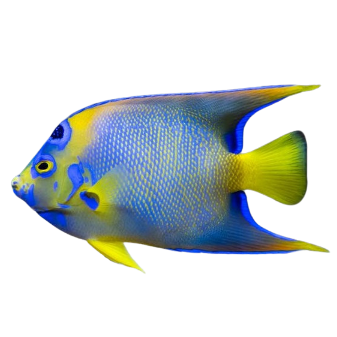 Hump Head Queen Angelfish (XL 7-8 inches)