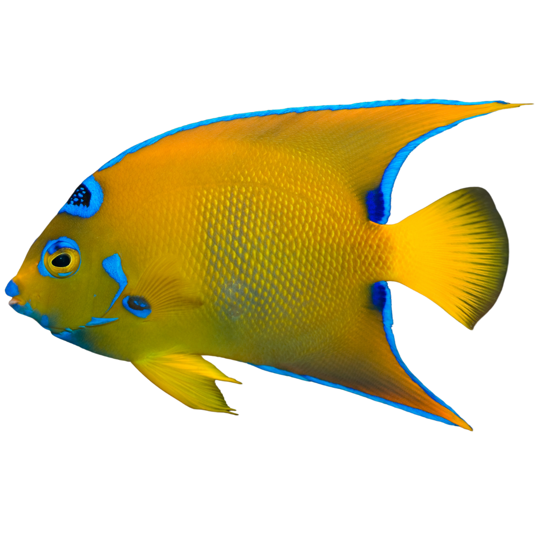 Hump Head Queen Angelfish (XL 7-8 inches)