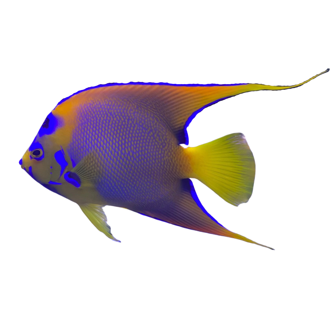 Hump Head Queen Angelfish (XL 7-8 inches)