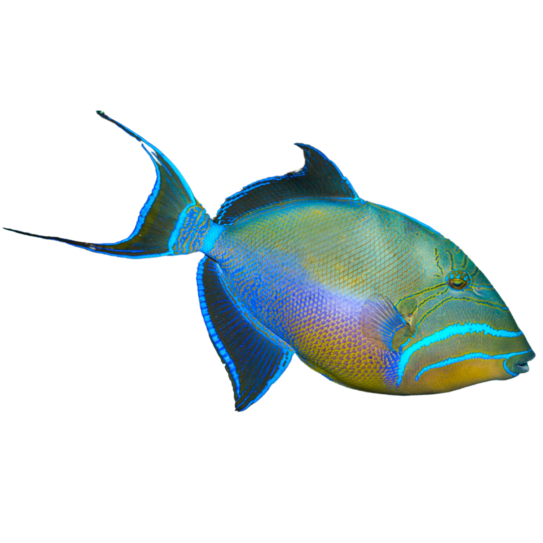 Queen Trigger XL (10-15 inches)