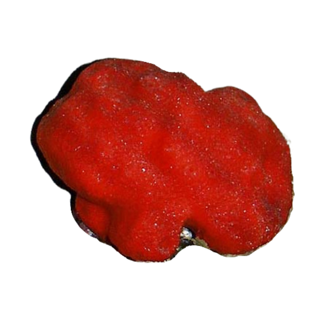 Red Ball Sponge (large)