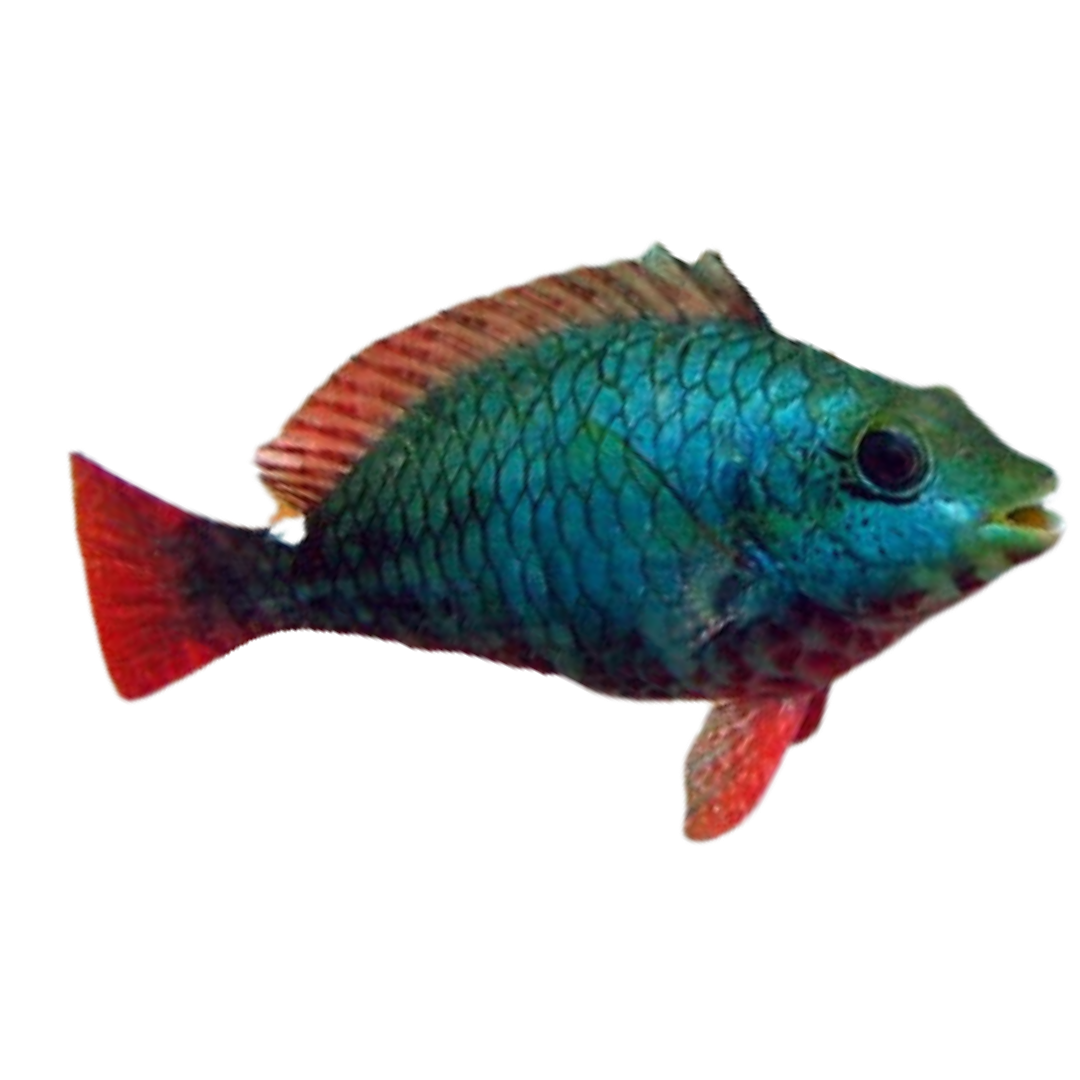 Get Red Banded Parrotfish