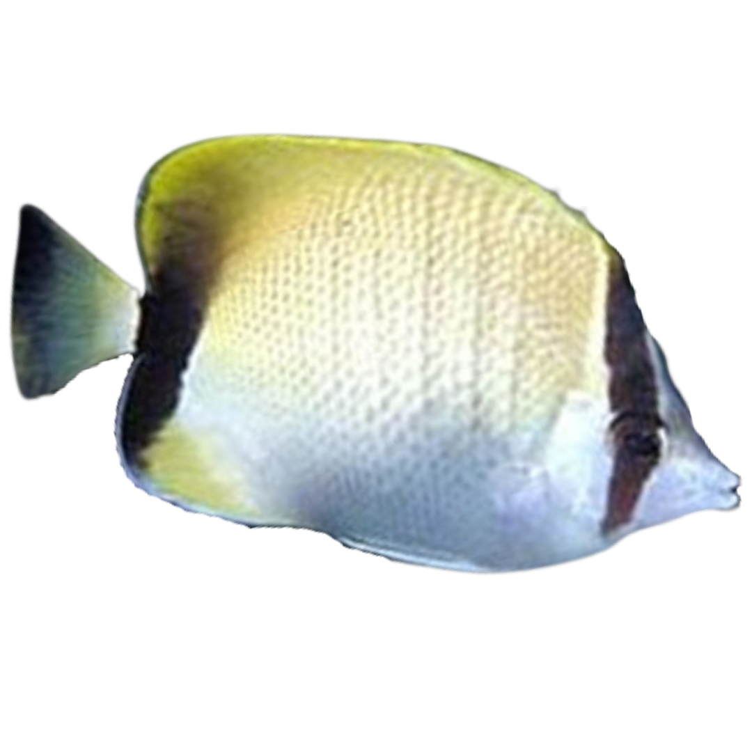 Buy Reef Butterflies