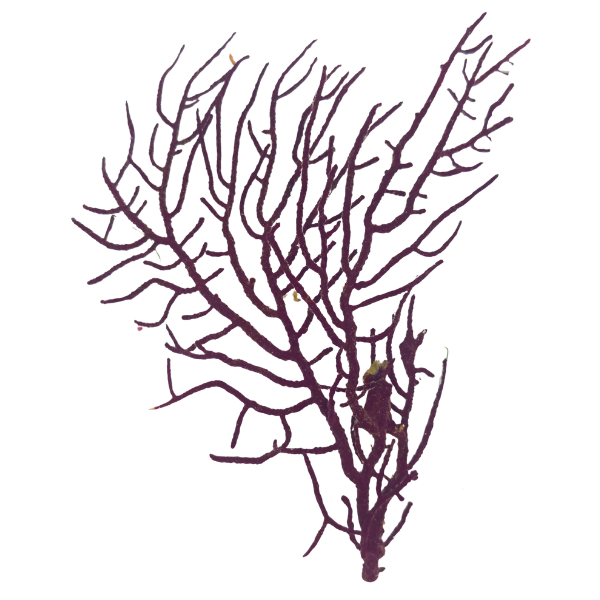 Regal Sea Fan