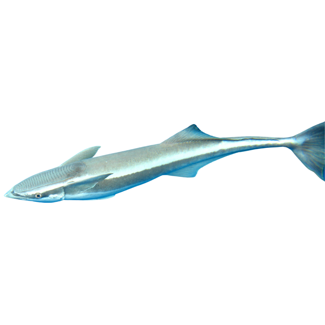 Remora (5-8 inches)