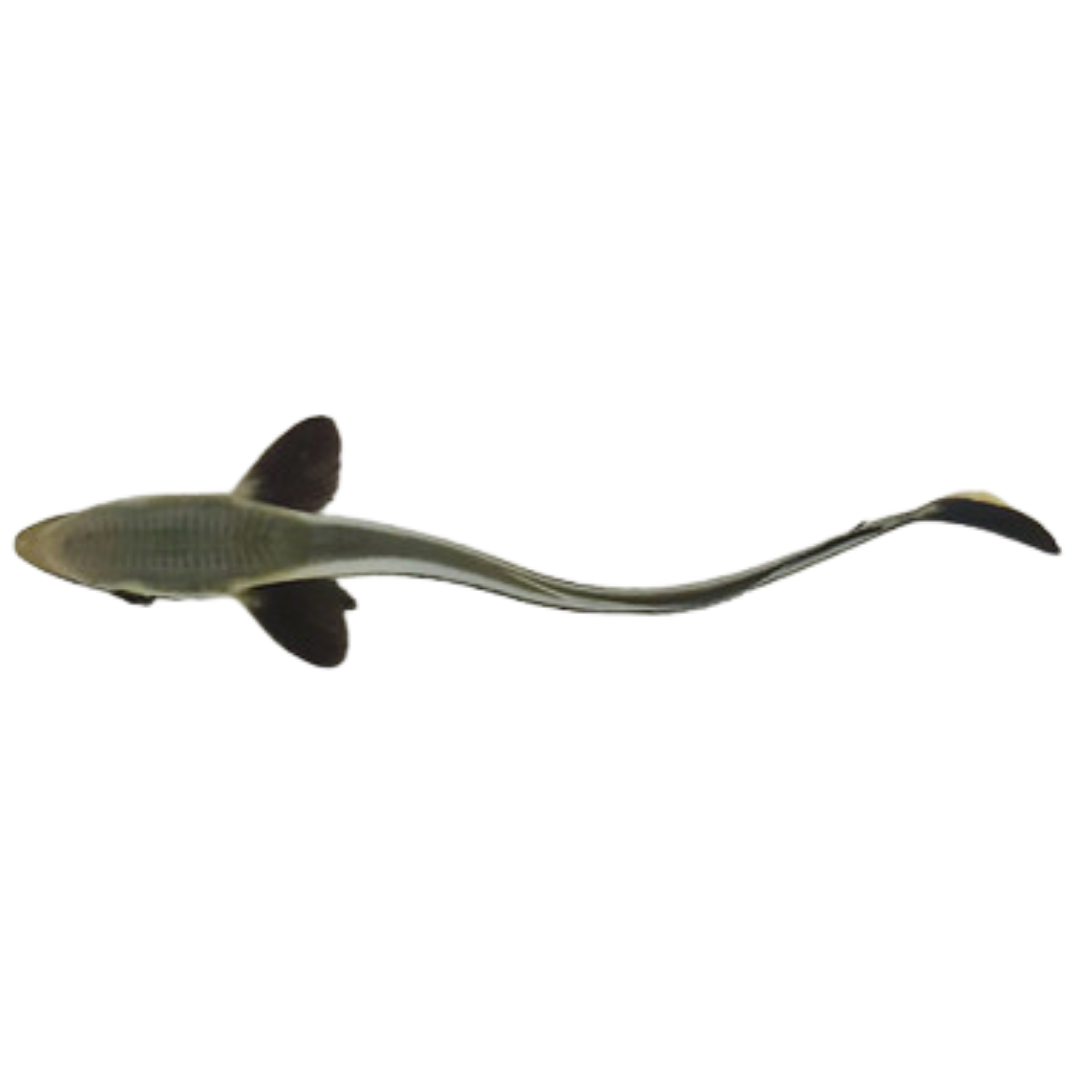 Remora (5-8 inches)