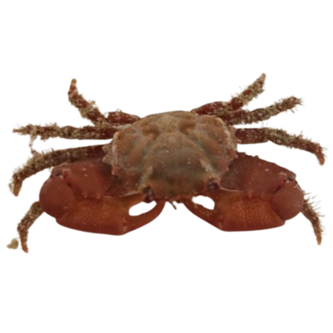 Ruby Emerald Crab