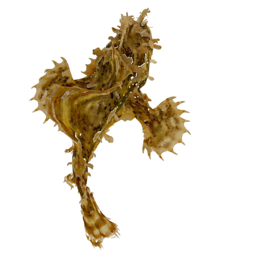 Sargassum Angler (medium 3-5")