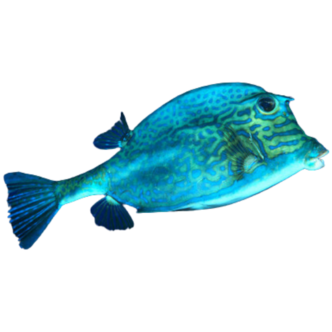 Scrawled Cowfish (XL 7-10 inches)