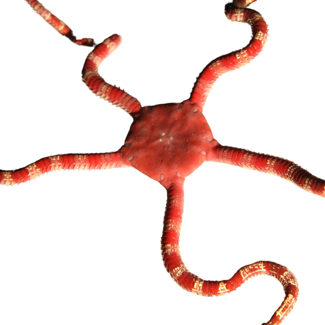 Get Serpent Starfish